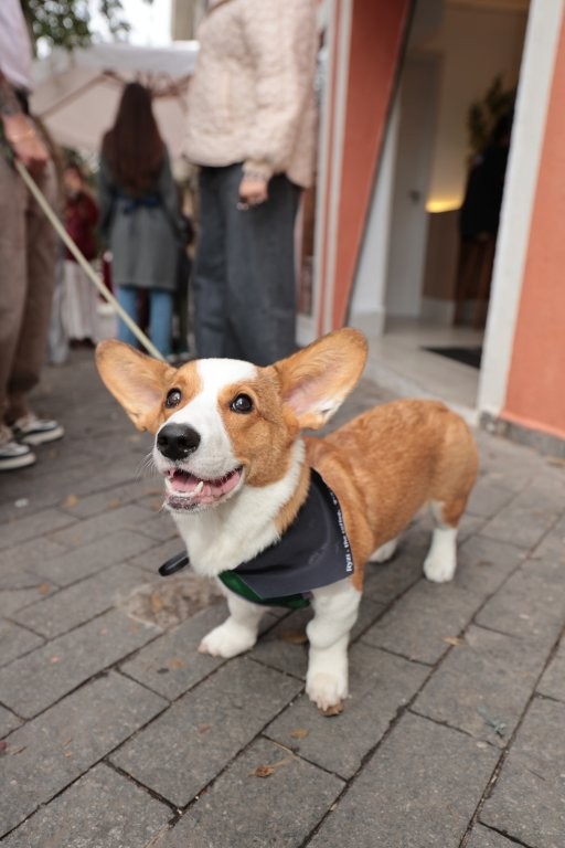 Corgi Charuto_Ryzí - Lançamento Linha Pet_Crédito Nicolas Calligaro (1)