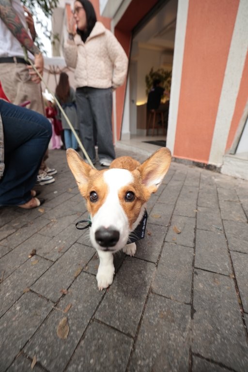 Corgi Charuto_Ryzí - Lançamento Linha Pet_Crédito Nicolas Calligaro (2)