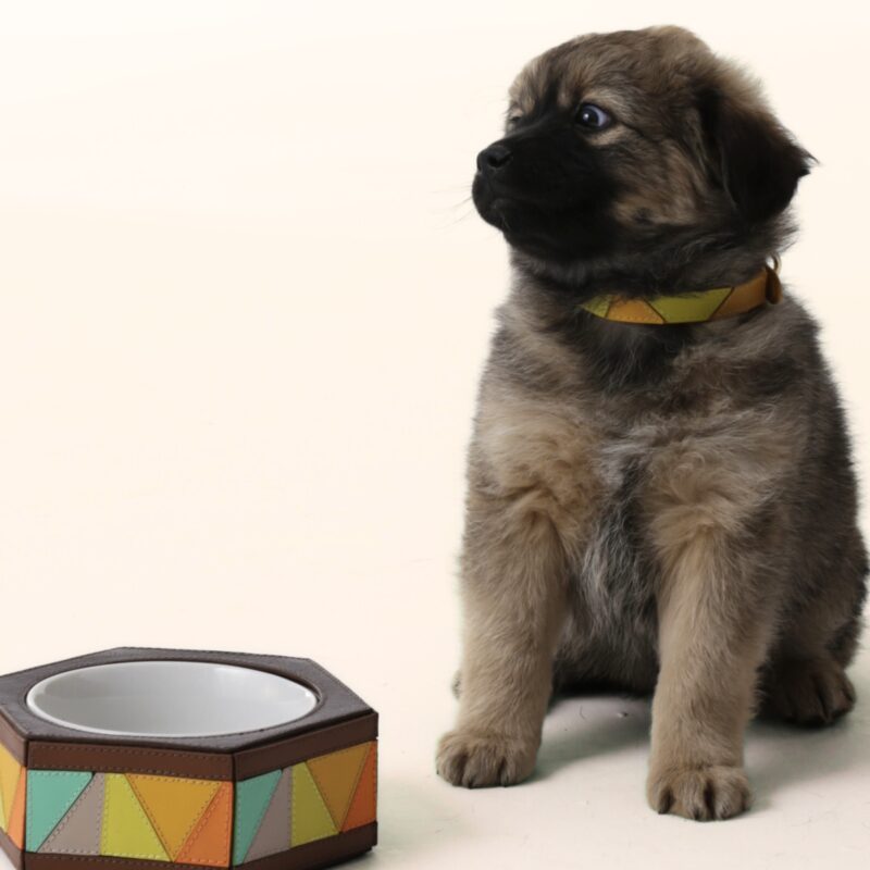 Ryzí lança linha para pets em evento exclusivo